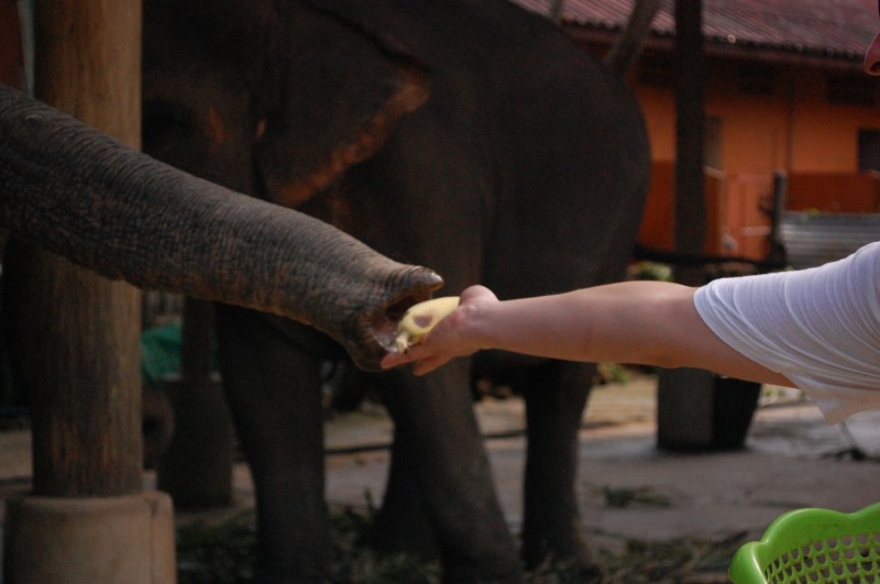 elefant banana