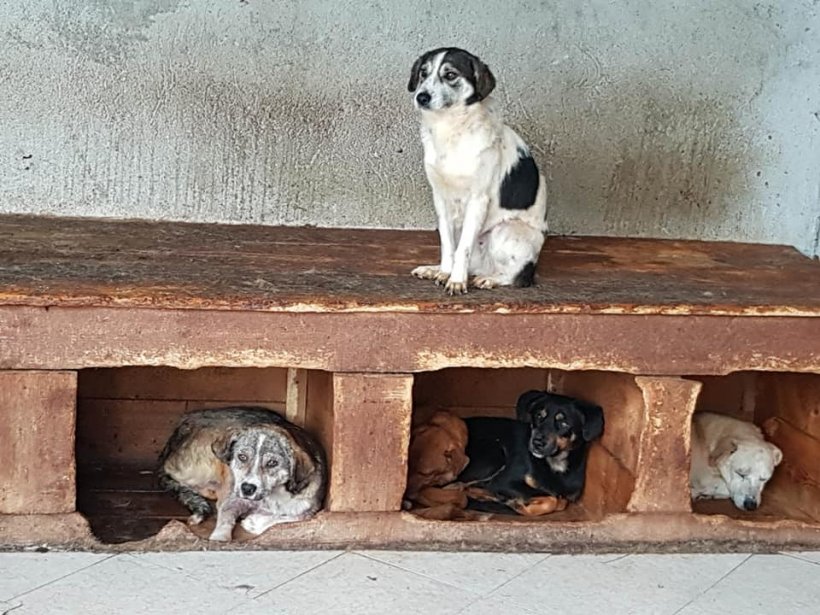 Aceste suflete merită să le oferiți o șansă! #adoptdontshop