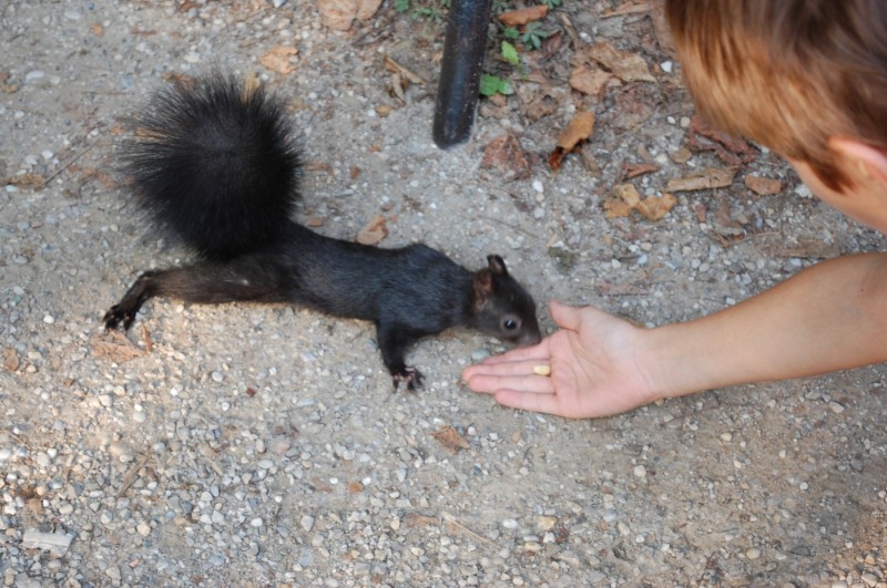 veverițe schönbrunn