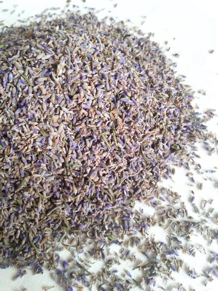 lavanda