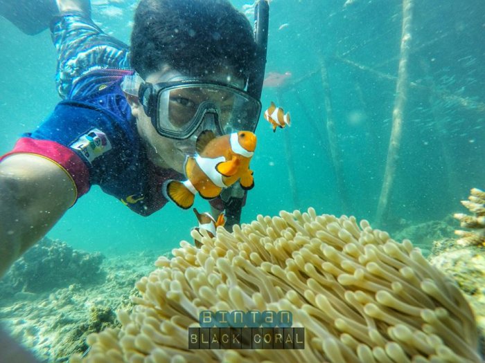 bintan black coral