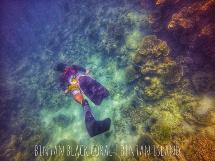 bintan black coral