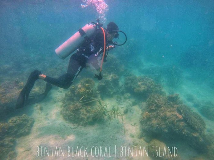 bintan black coral