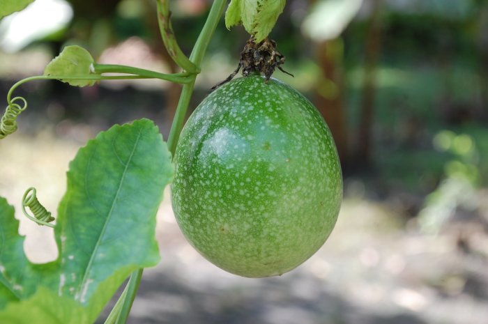 desaru fruit farm