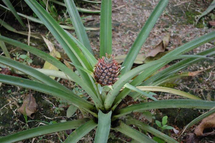 ananas