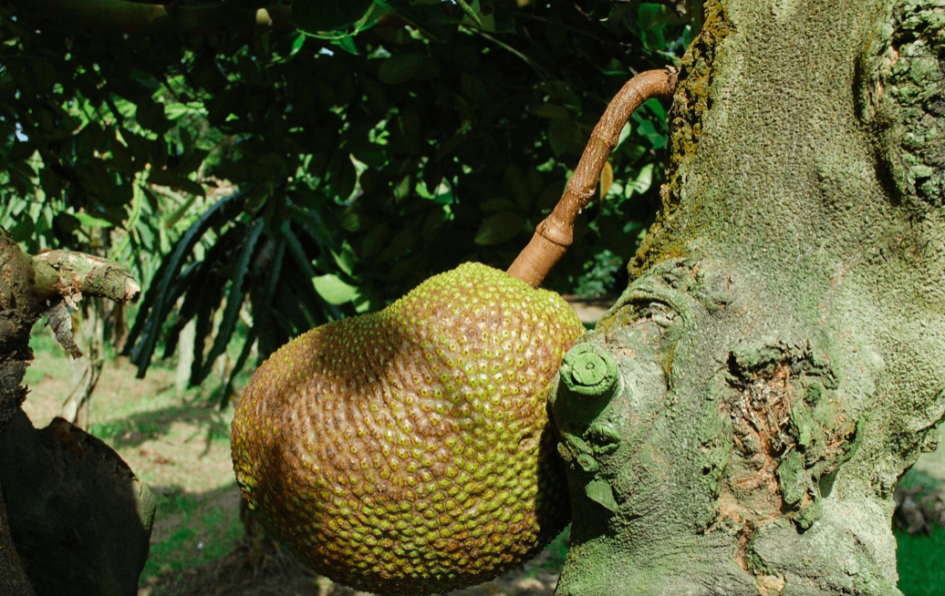 jackfruit