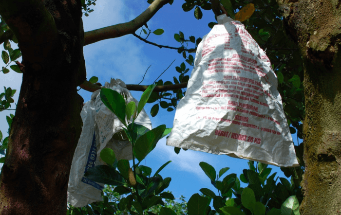 jackfruit