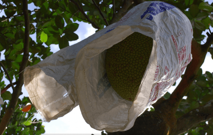 jackfruit