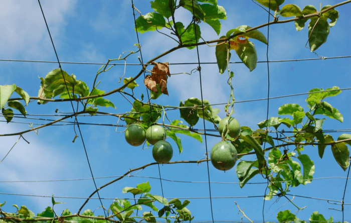 maracuja