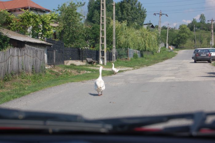 gâște