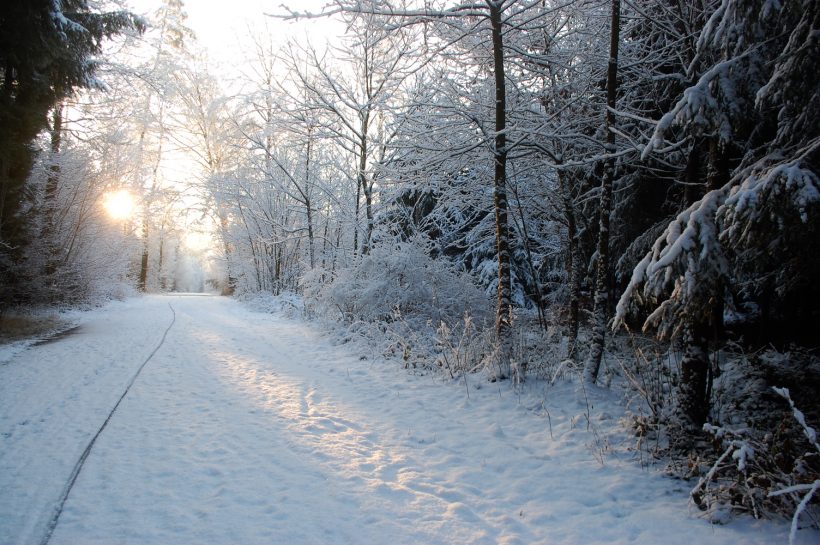 Mindfulness în pădurea din vecini (2). Când copacii se-mbracă în zăpadă