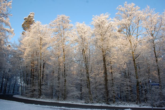 pădure