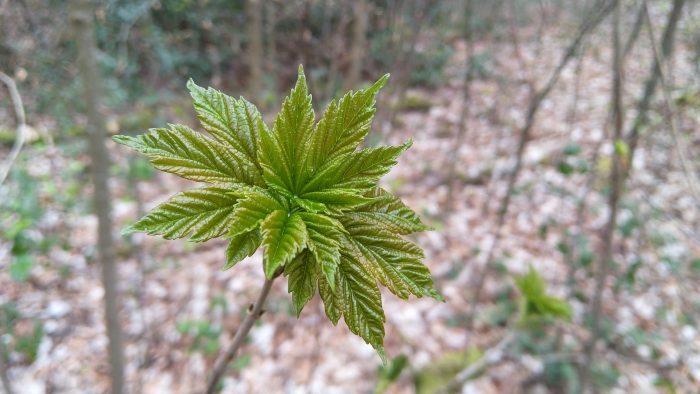 pădure