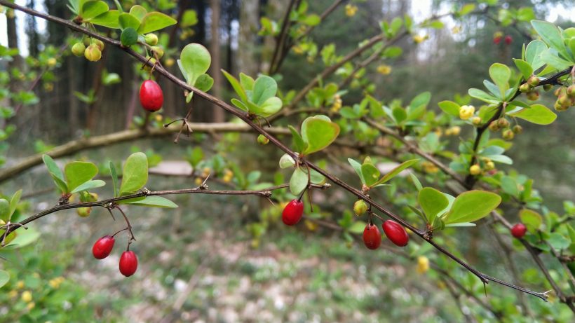 Mindfulness în pădurea din vecini (1). Plimbare pe vremea virusului corona
