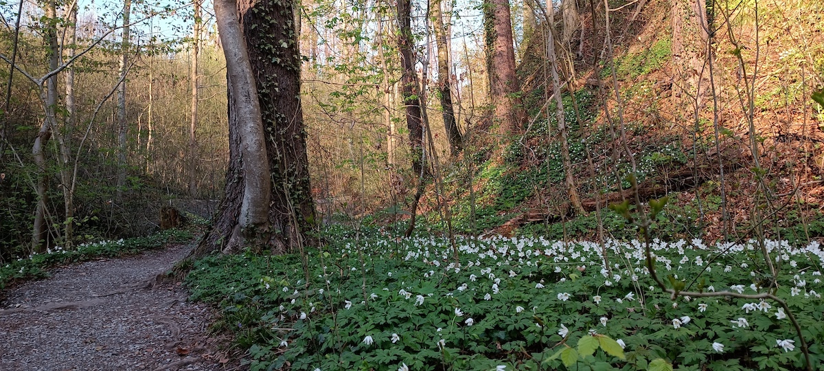 pădure 