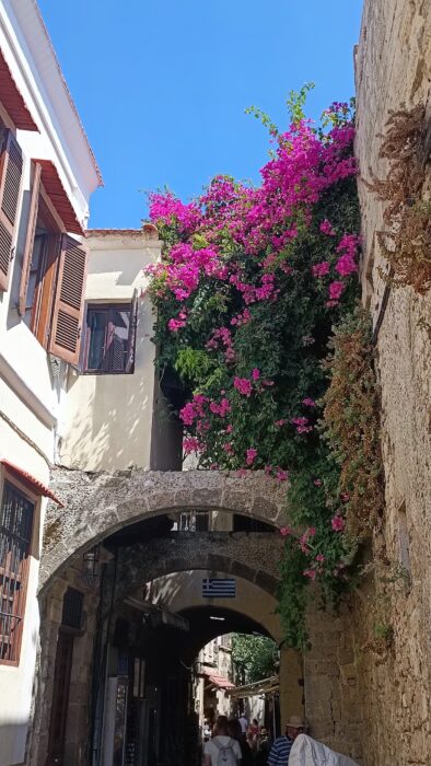 bougainvillea